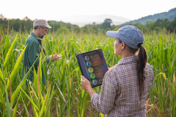 istock Smart Farming. Farmers Use Tablet in Corn Field at Sunset. 2165293018