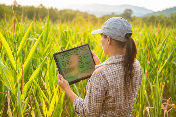 istock Smart Farming. Farmer Uses Agro App on Tablet in Corn Field at Sunset. 2165293032
