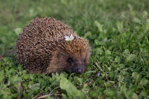 A little hedgehog trying to be invisible