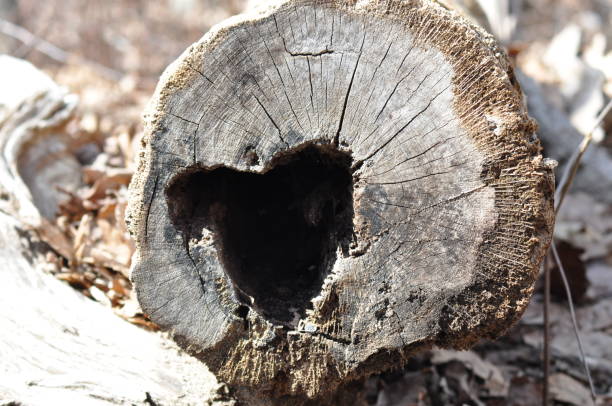 Pine bark tree has an amazing texture and colors. Even though these trees experienced some fire damage but still alive and are healing on its own. Thats why on the tree bark there are some black spots. Located in California towards Cooper Canyon Falls, Pearblossom. ￼