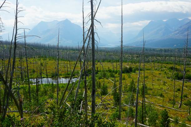 istock Burn Area Glacier National Park Montana 2165294992