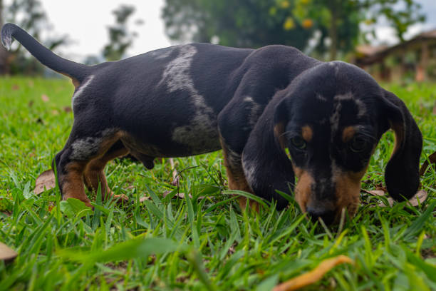 istock dachshund teckel puppy with exotic camouflage style spots 2165295886
