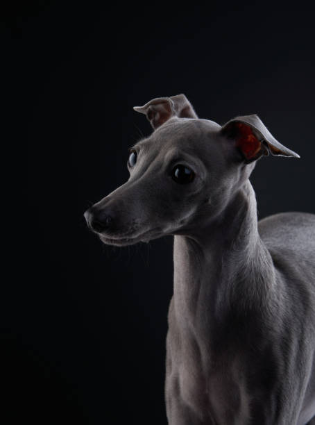 istock Alert Italian Greyhound 2165298934