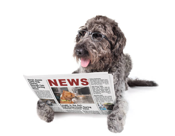 istock Smart dog with newspaper wearing glasses. 2165299279