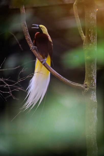 istock Bird of Paradise 2165300215