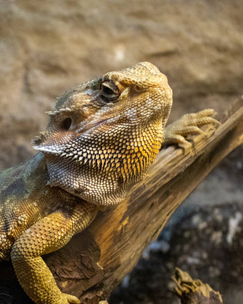 istock Pogona vitticeps or Yellow bearded dragon lizard posing on a trunk sunbathing. 2165300229