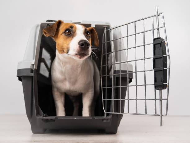 istock Jack Russell Terrier dog inside a travel box with open door. 2165302874