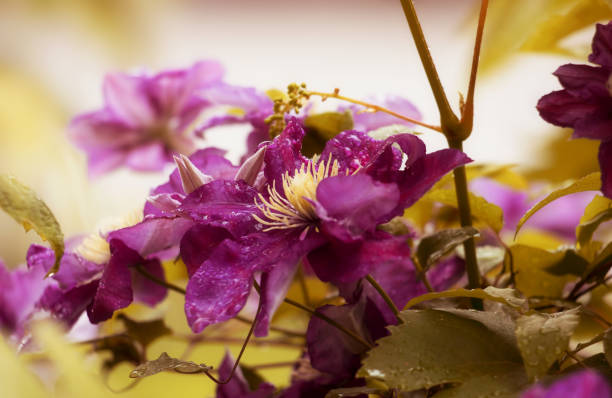 A pretty purple flower in bloom on a summer afternoon in Hamilton, Ontario, Canada.