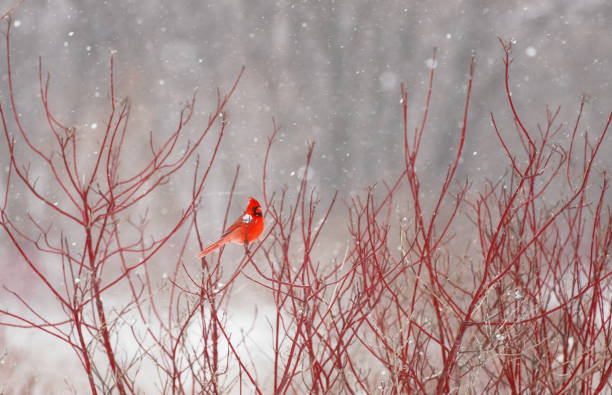A Northern Cardinal in Winter