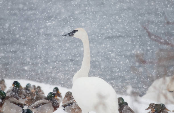 A trumpeter swan stands by the water during heavy snowfall on a winter afternoon in Toronto, Ontario, Canada.