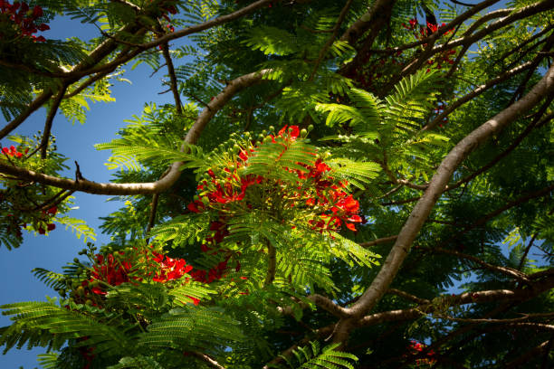 Royal Poinciana Tree in Hawaii