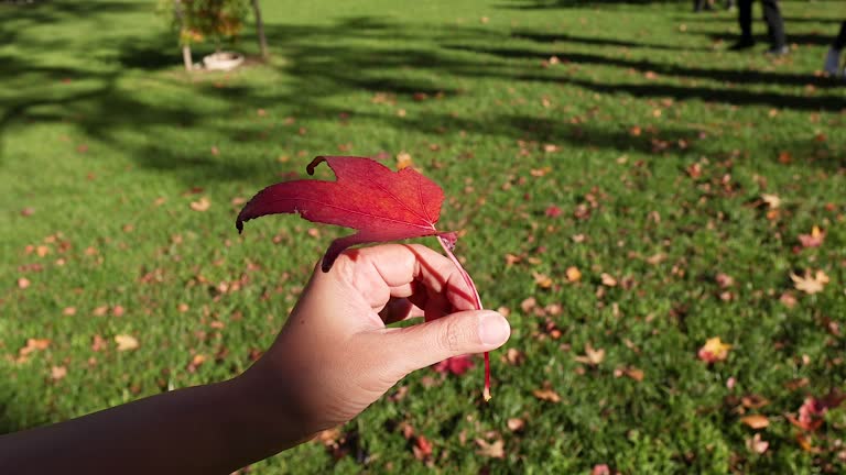 Hand Holding Red Sweetgum Leaf