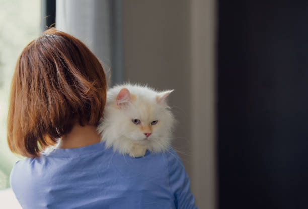 istock girl and Persian cat 2165310127