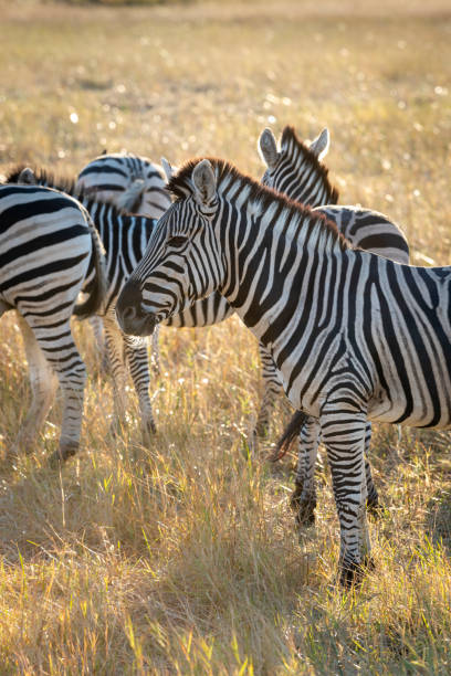 istock Zebras are African equines with distinctive black-and-white striped coats 2165310954