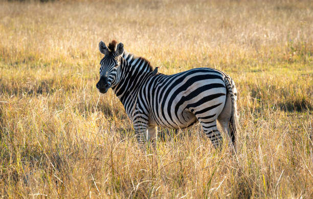 istock Zebras are African equines with distinctive black-and-white striped coats 2165311059