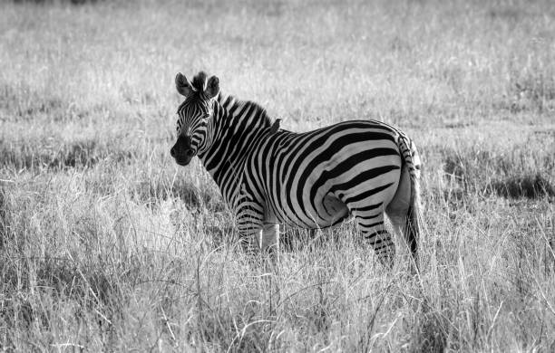 istock Zebras are African equines with distinctive black-and-white striped coats 2165311088