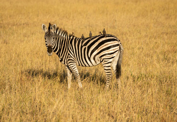 istock Zebras are African equines with distinctive black-and-white striped coats 2165311116