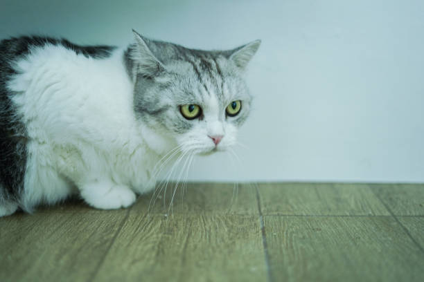 istock Side view of a cat looking. 2165312727