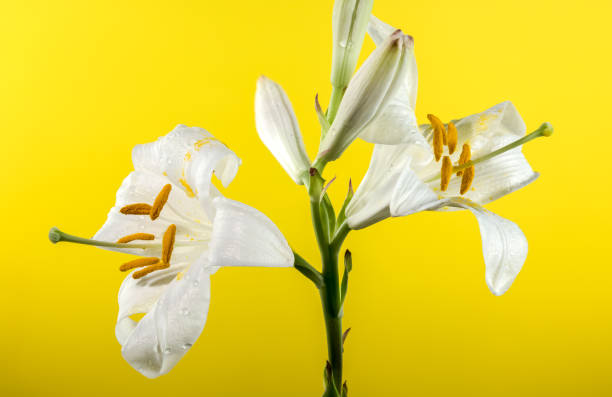 istock Blooming white lily on a yellow background 2165314078