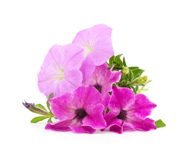 istock Bouquet of purple petunia. 2165314385