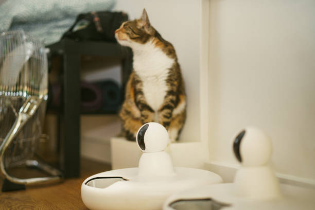 istock Cat food feeder smart robot with camera. 2165314781