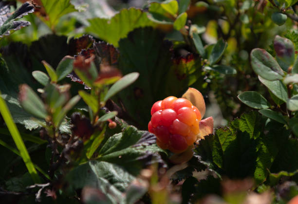 A single ripe cloudberry sits in green foliage on the northern coast in Norway