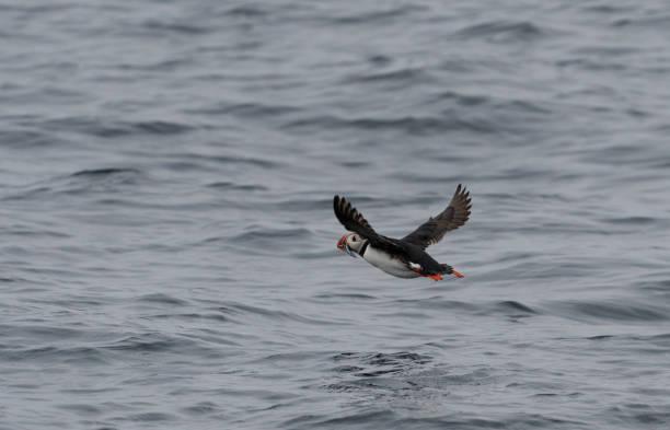 istock Atlantic puffin flying over the ocean in Norway 2165315036