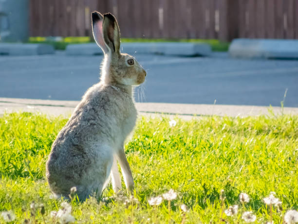 A White-tailed jackrabbit sits alert in a grassy field, its long ears perked, against a backdrop of urban development.
