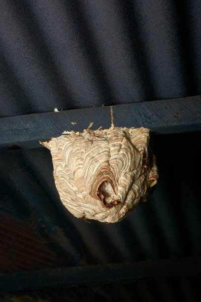 istock large wasp nest hanging under roof 2165319571