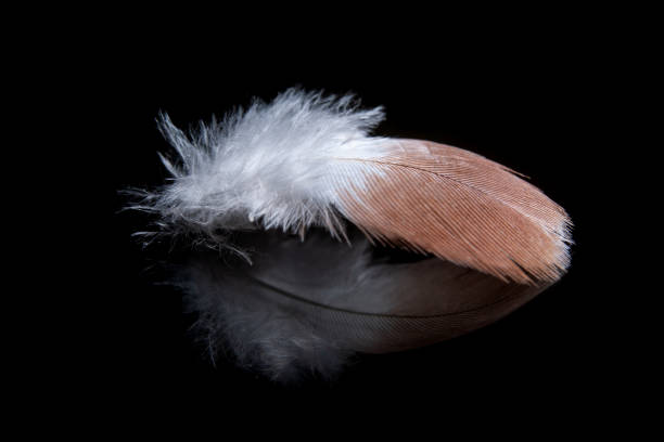 bird feather close up