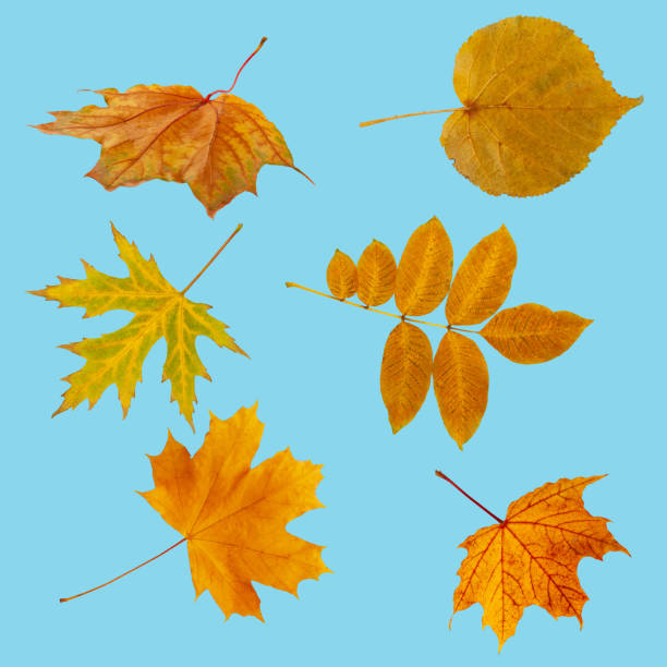 Colorful autumn leaves arranged in a seamless pattern on a blue background. Perfect for seasonal designs and fall-themed projects.