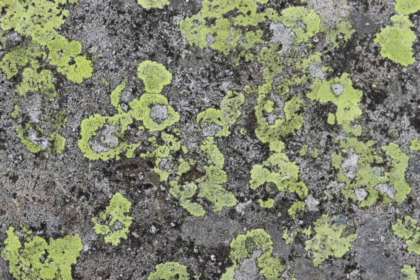 Green - yellow map lichen on a boulder