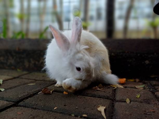 istock White Rabbit Looks Round When Scratching Its Feet 2165320327