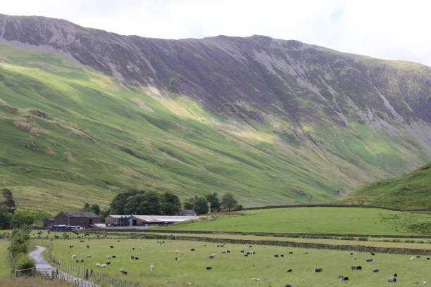 istock Herdwick sheep grazing in the Buttermere valley, Lake District 2165320928