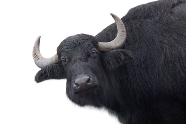 istock Carpathian buffalo isolated on a white 2165321112