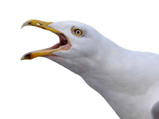 istock Scream Larus cachinnans isolated on white background 2165321115