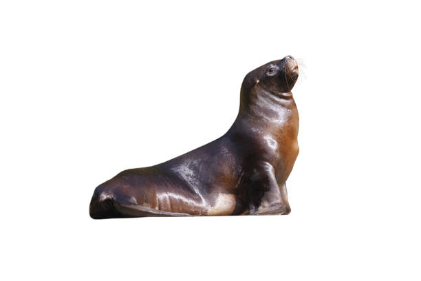 istock south american sea lion isolated on white background 2165321141