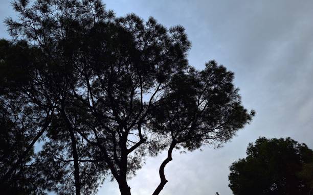 Colossal and Majestic trees in the botanical garden of Valencia, Spain