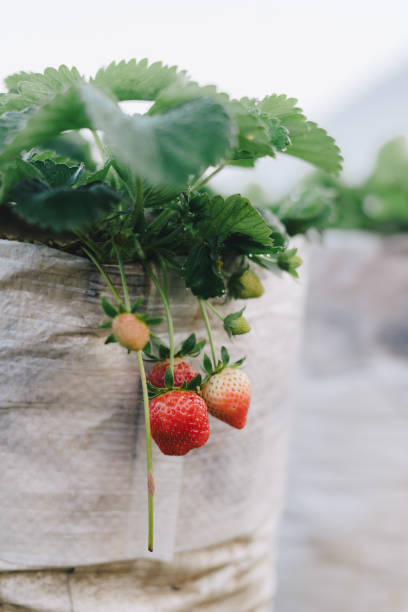 istock Strawberry plant with ripe fruit hanging ready to be picked 2165323861