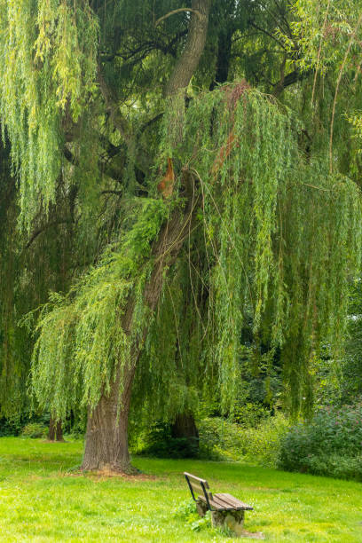 large tree with green leaves and a bench in front of it stock photo