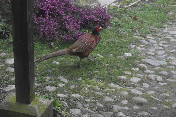 istock Male ring necked phesant on the move. 2165325040