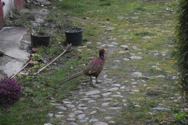 istock Ring-necked pheasant on the move in a paved court yard. 2165325041