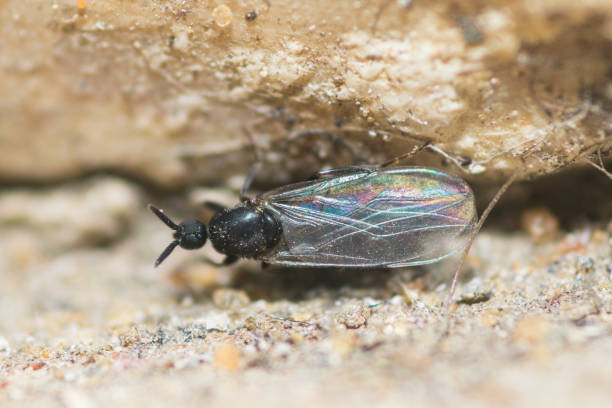 istock Minute Black Scavenger Fly, Coboldia Fuscipes 2165325993