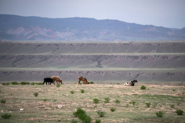A serene image of four sheep in a tranquil setting near the Dushanzi Grand Canyon, Xinjiang. One sheep lies leisurely on the ground, while the others stand nearby. The background features layered, distant mountains, enhancing the sense of peace and isolation in this beautiful natural landscape.