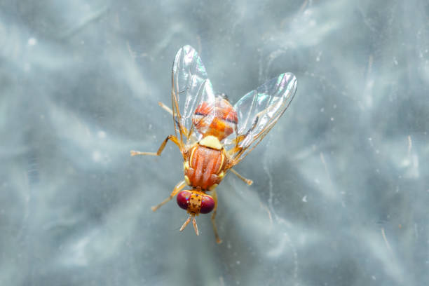istock Peach Fruit Fly, Bactrocera Zonata 2165326614