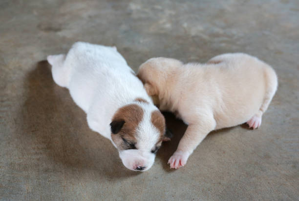 Newborn puppies lying on cement floor.