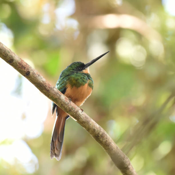 istock Rufous-tailed Jacamar (Galbula ruficauda) with characteristic long and slender bill 2165330608