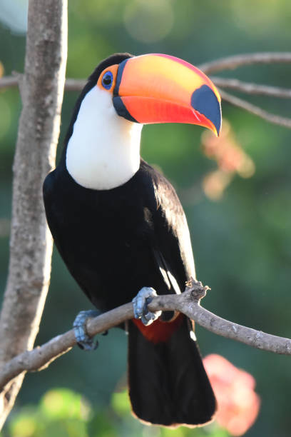istock The Toco toucan (Ramphastos toco) is fairly common in deciduous and gallery forest 2165330686