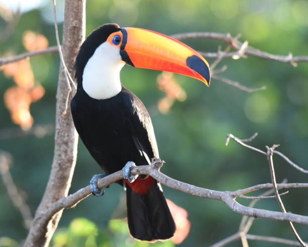 istock The Toco toucan (Ramphastos toco) is fairly common in deciduous and gallery forest 2165330691