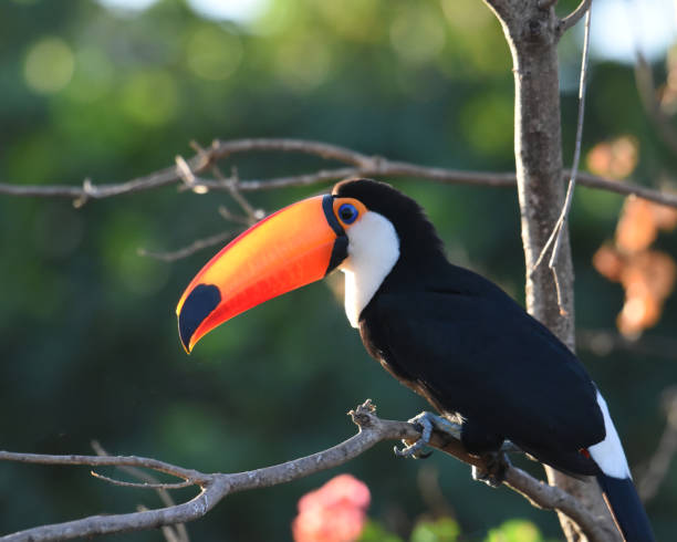 The Toco toucan (Ramphastos toco) is fairly common in deciduous and gallery forest